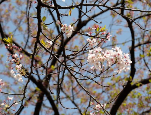 上野公園 – Ueno Kōen – Ueno Park 🌸🌿 🌸🌿 🌸 🌿