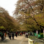 Many Visitors on Hanami Day