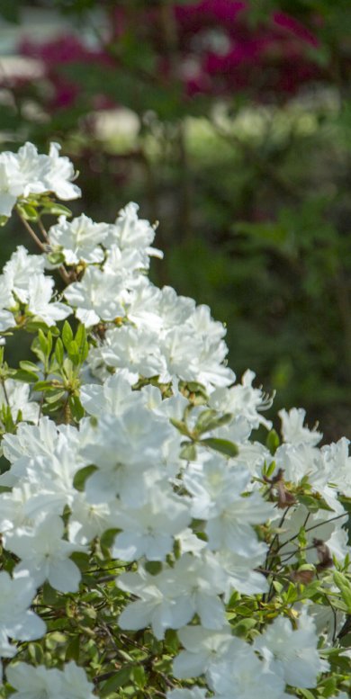 Rhododendron subg.